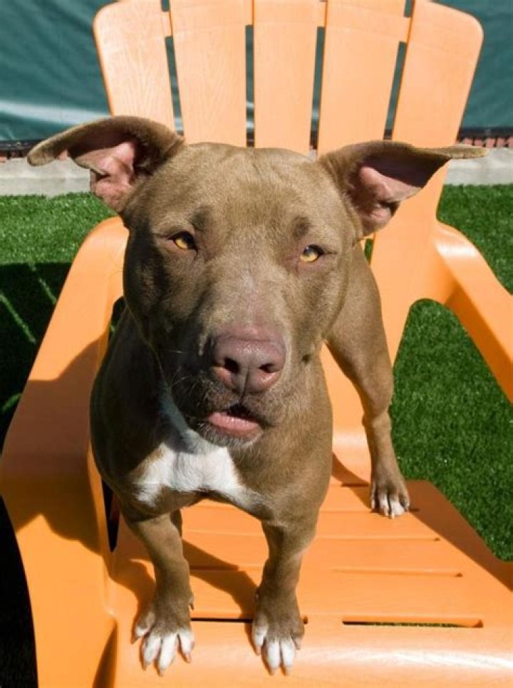 Are pit bulls excluded from homeowners insurance?