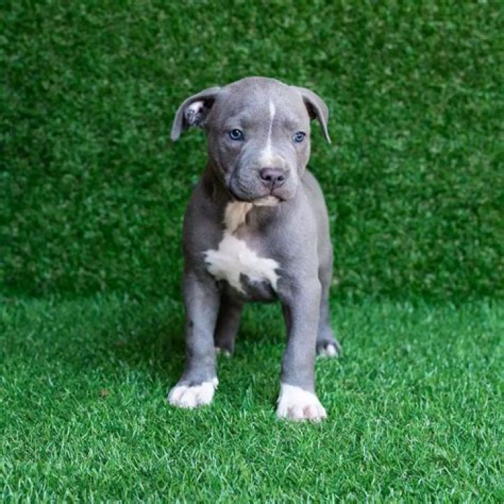 Are pitbulls more expensive to insure?