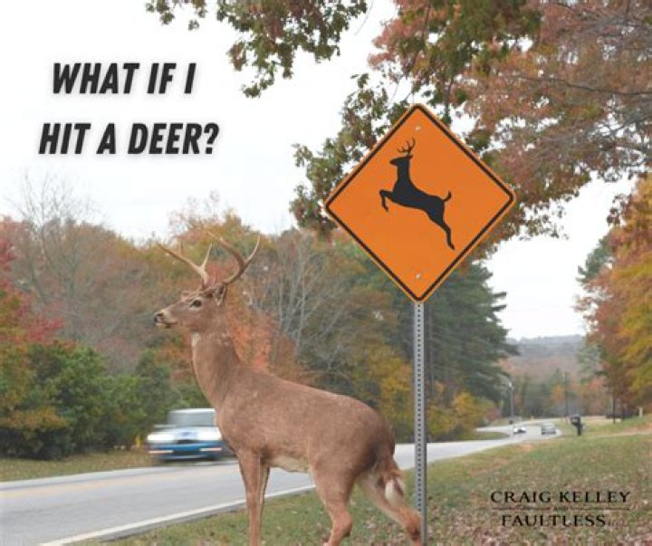 Are you liable for hitting a deer?