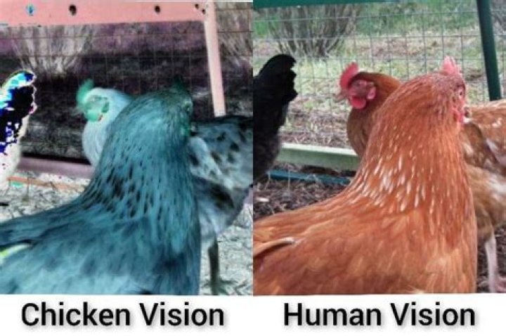 Can chickens see the future?