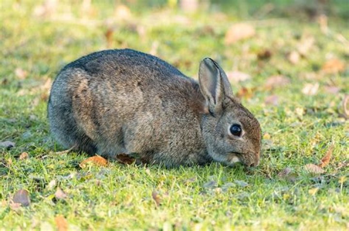Can you buy a wild rabbit?