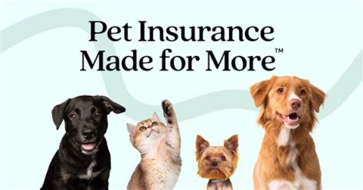 Can you get insurance for your cat?