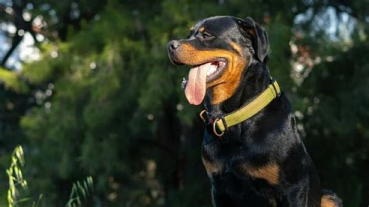 Can you insure a Rottweiler?