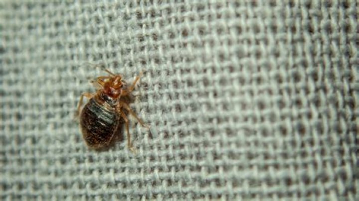 Can you move into an apartment with bed bugs?