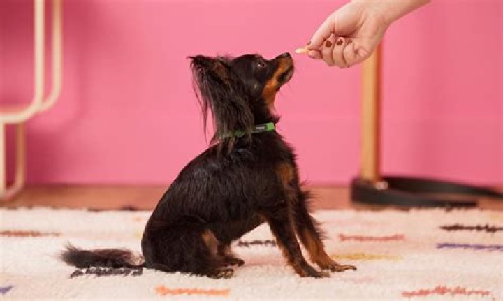Can you pet sit at 13?