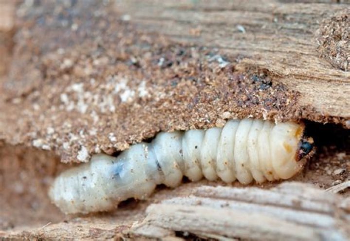 Can you see Woodworms?