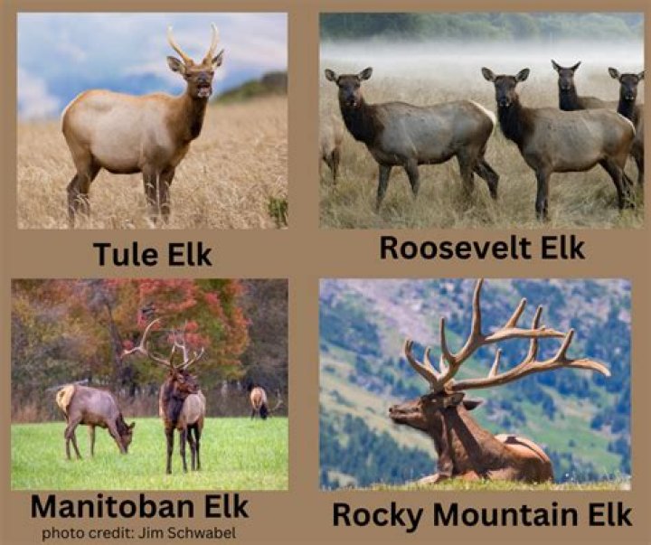 Do the Elks have a secret handshake?