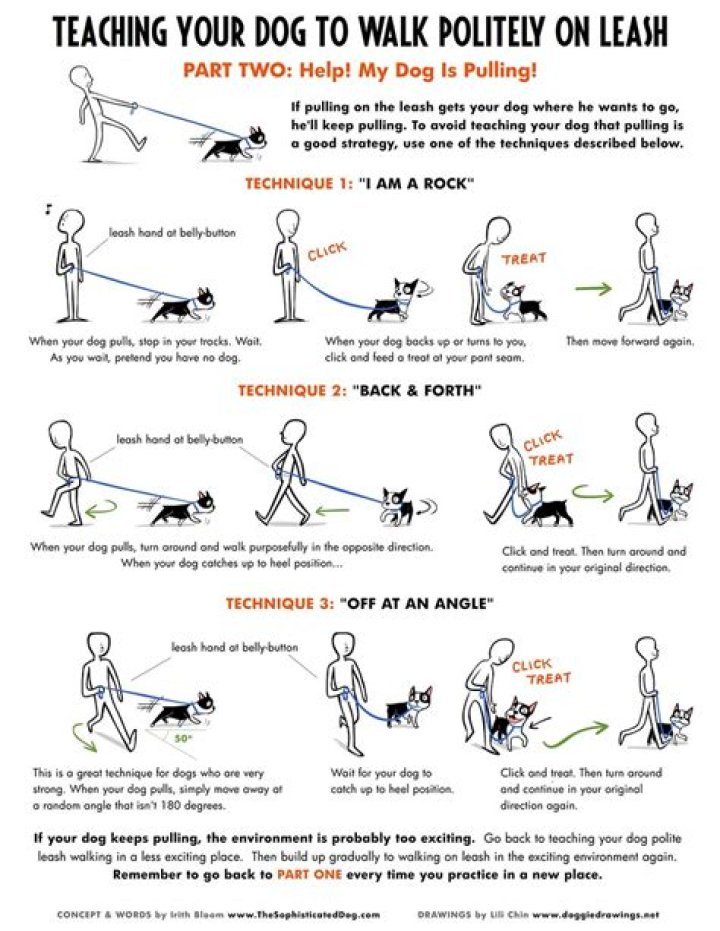Do you have to train a dog to walk?