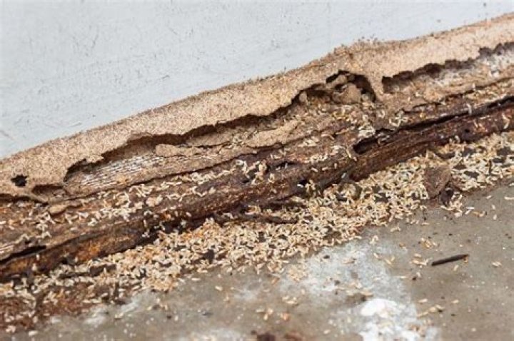 Does building insurance cover termite damage?