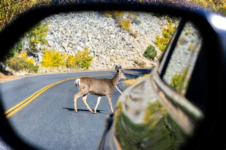 Does car insurance cover wild animal damage?