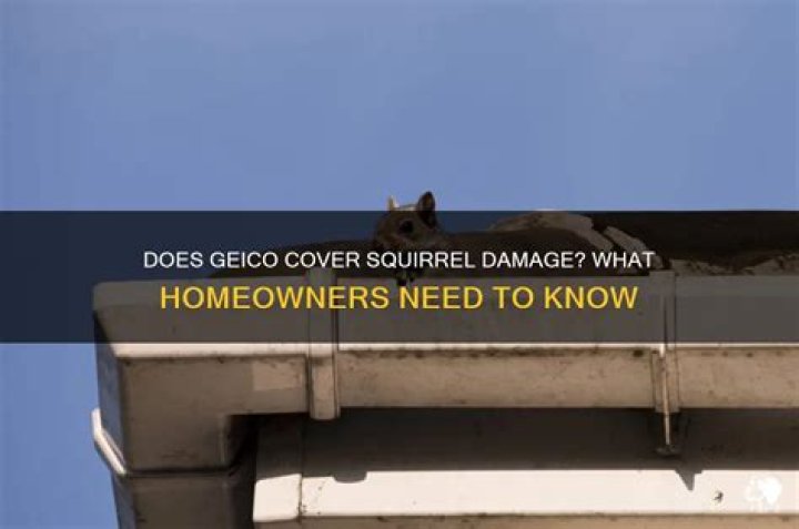 Does Geico cover pet damage?