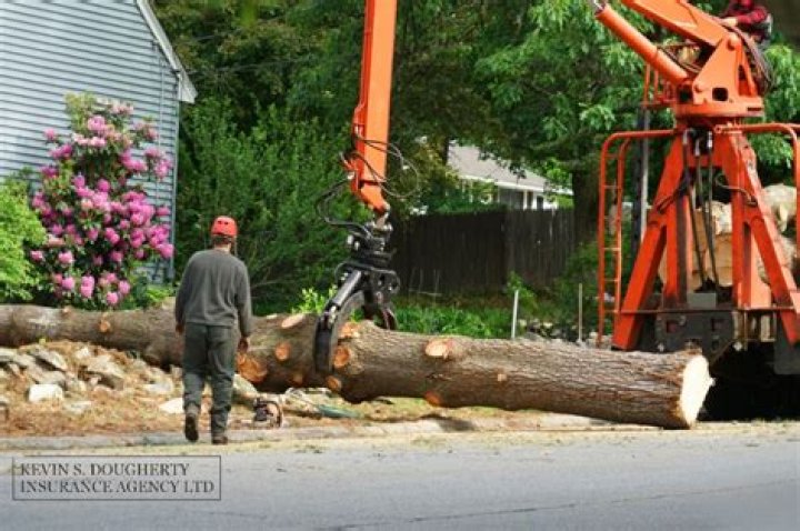 Does homeowners insurance cover dangerous tree removal?
