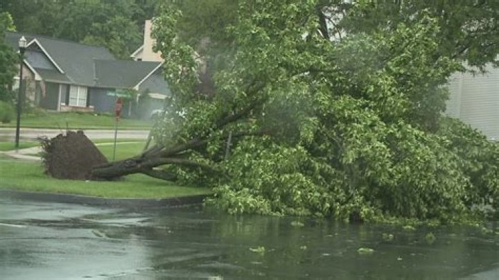 Does homeowners insurance cover downed trees from storms?