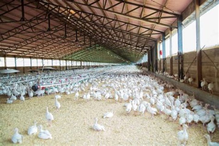 How do I start a poultry farm?