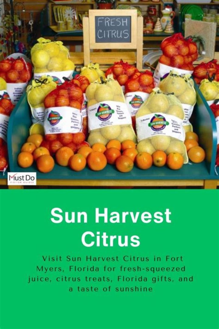 How do you harvest citrus fruits?