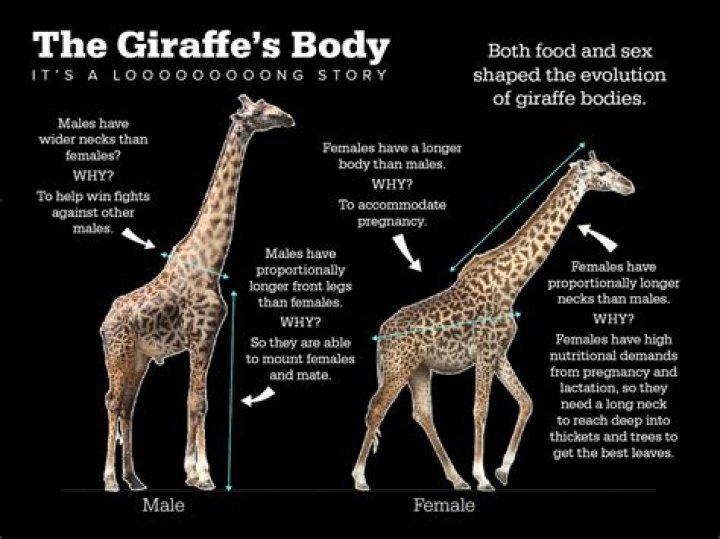 How does a giraffe look like?