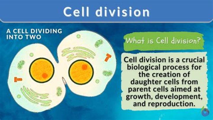 How does cell division solve the problem of growth?