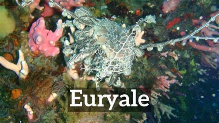 How does euryale look like?