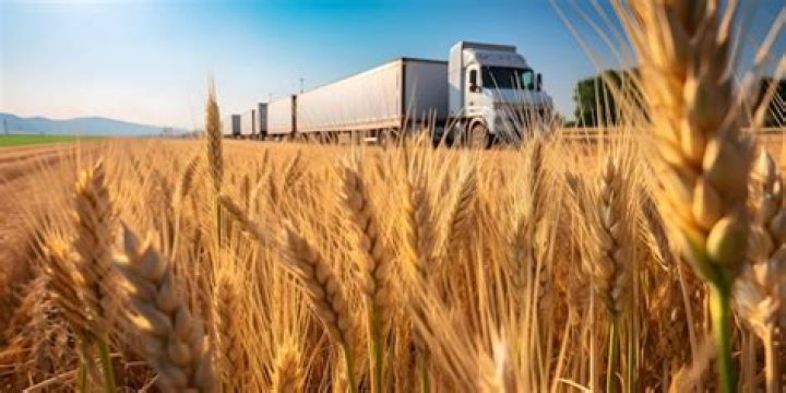 How is wheat transported to markets?