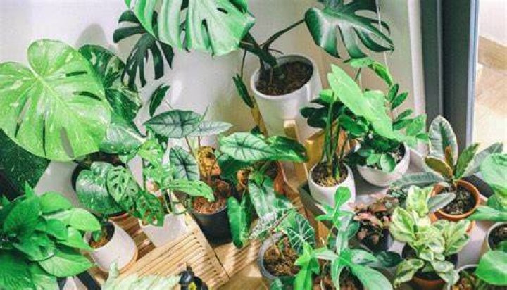 How many plants should you have in your office?