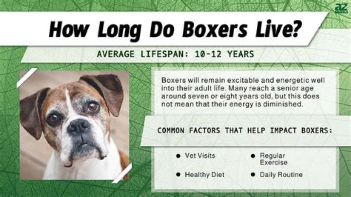 How much does a boxer get paid a year?