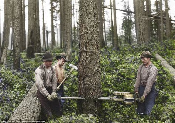 How much money do lumberjacks make?