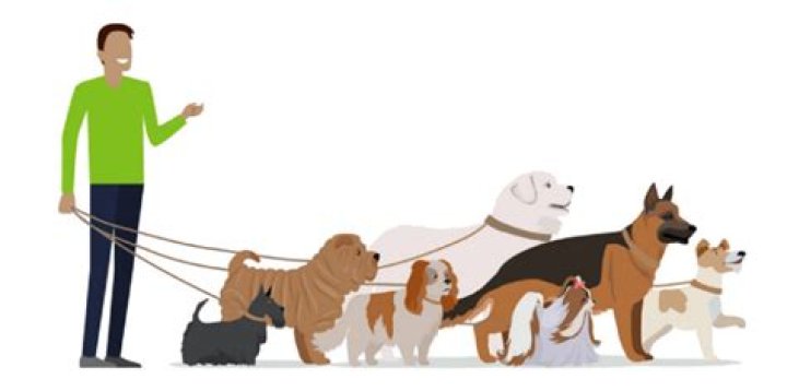 How much should you charge for dog walking as a kid?