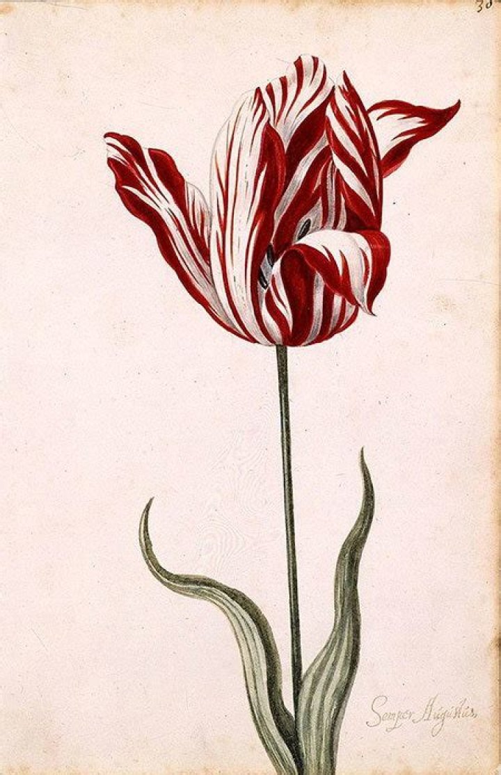 How much would a tulip sold during tulip mania be worth in USD today?