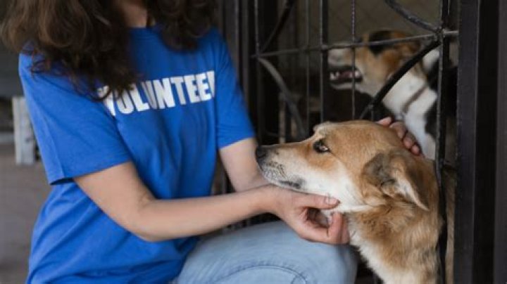 How old do you have to be to volunteer at an animal shelter in Mississippi?