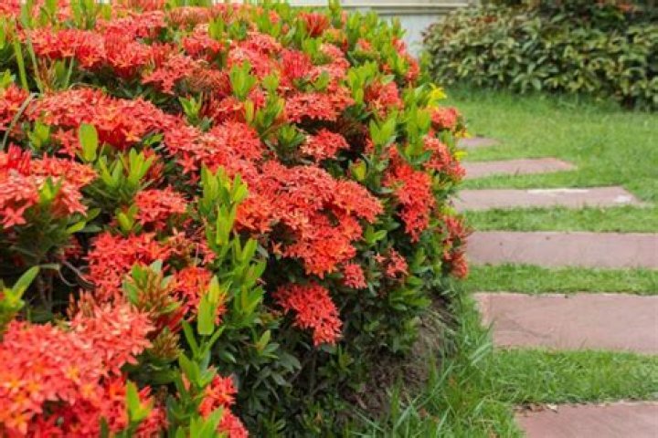 Is Ixora plant edible?