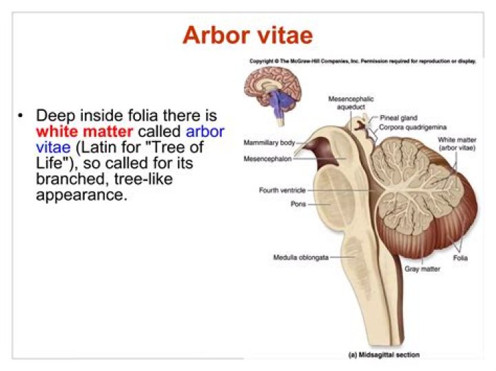 Is the arbor vitae is part of the cerebrum?