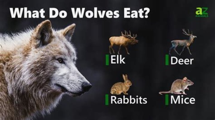 What animals do wolves dislike?