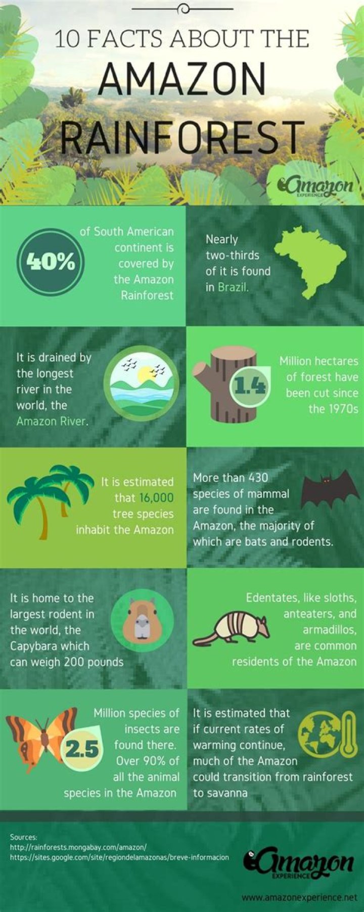 What are 10 facts about the rainforest?