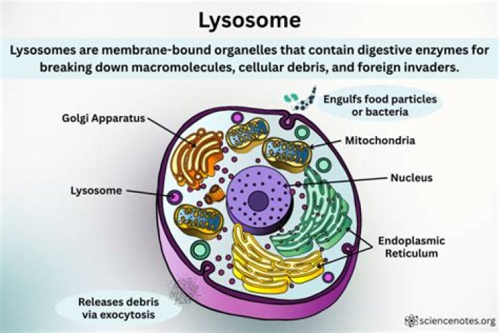 What are 3 things that lysosomes do?