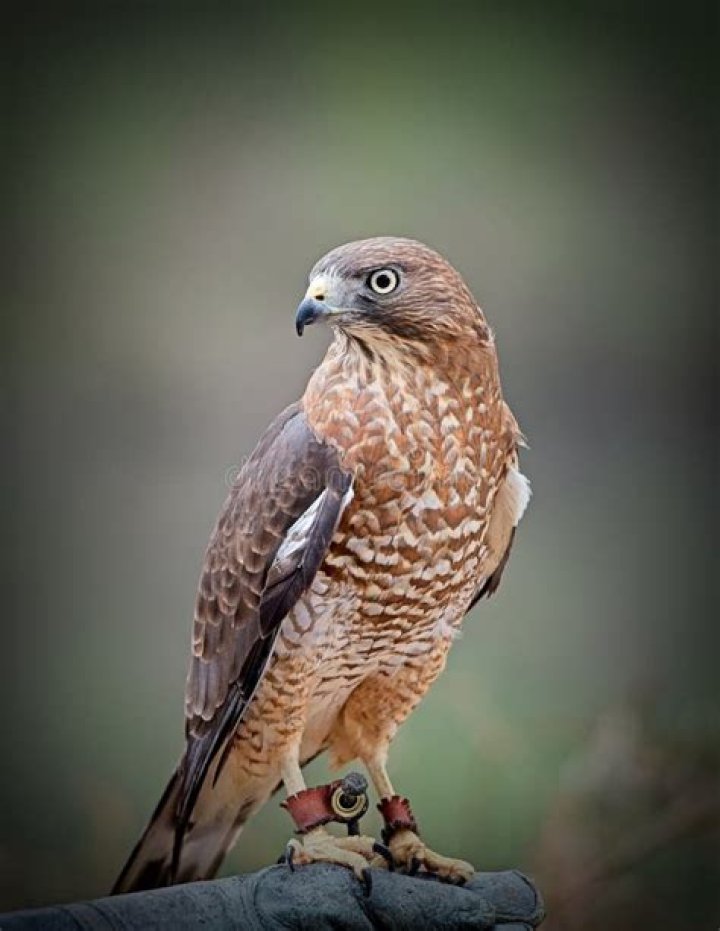 What are bird handlers called?