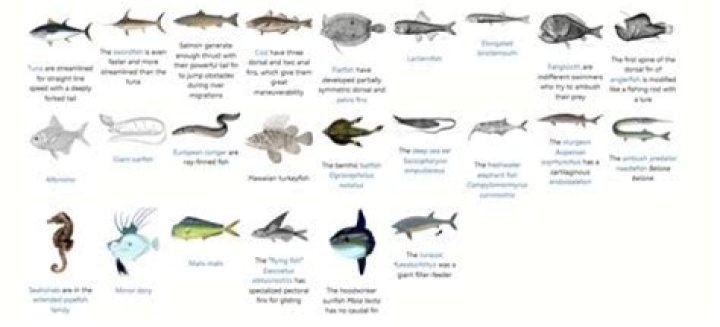 What are examples of finfish?