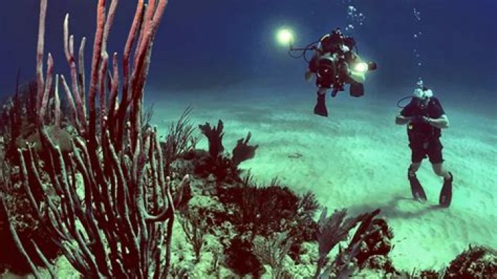 What are the job requirements for a marine biologist?