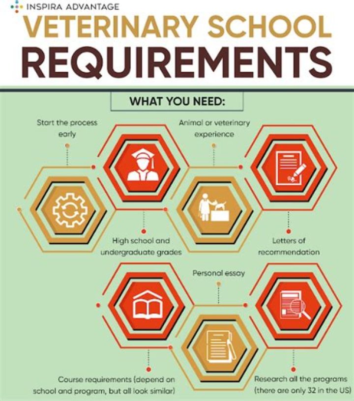 What are the requirements to becoming a vet?