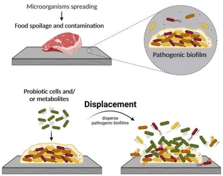 What are the uses of bacteria in food?