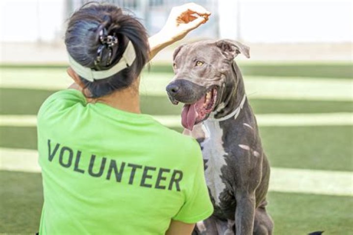 What can the volunteers do at the animal shelter?