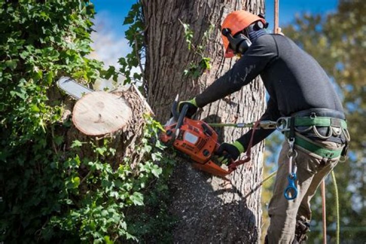 What can we do for forest?