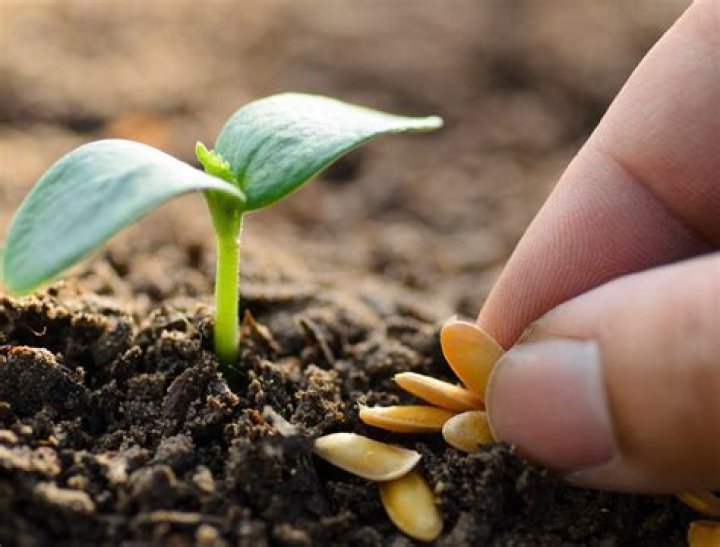 What can you do with seed capital?