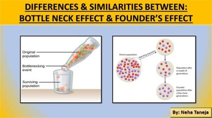 What causes bottleneck and founder effect?