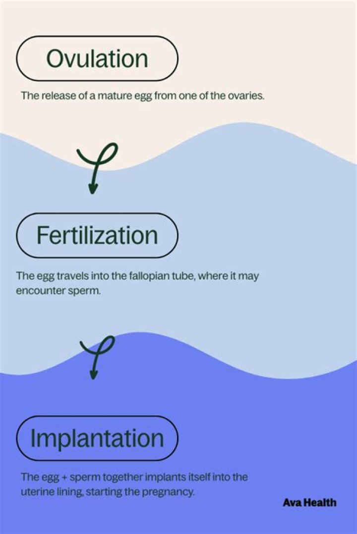 What day exactly did I get pregnant?