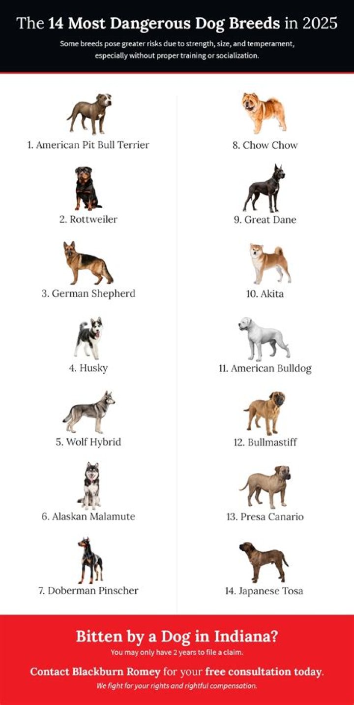 What do insurance companies consider vicious dogs?