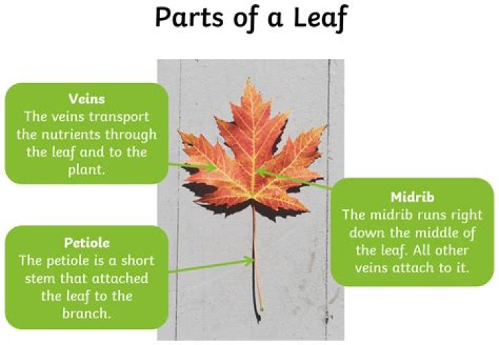 What do leaves do answer?