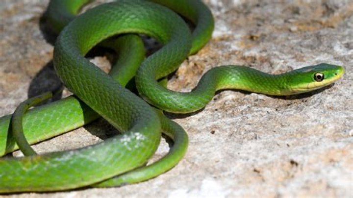 What do you call a snake expert?