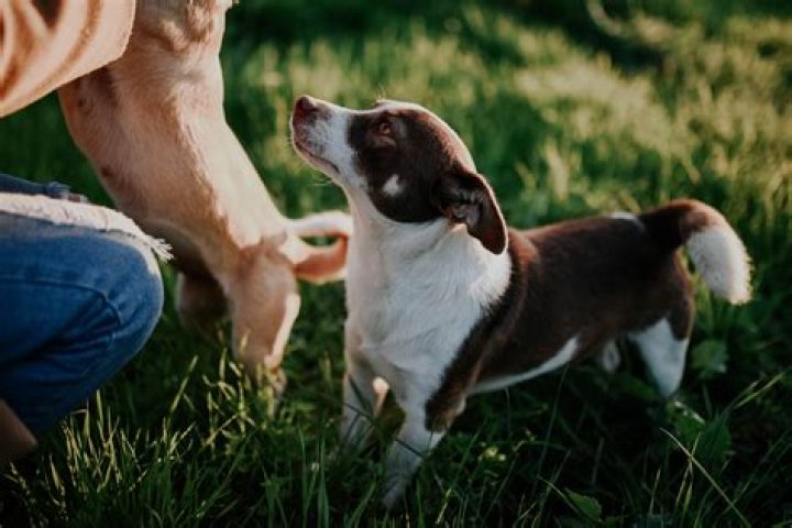 What documents do I need for pet travel?