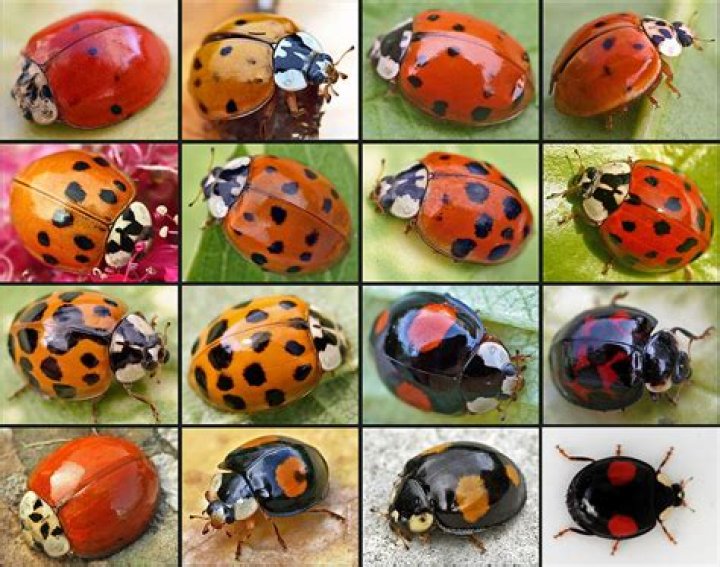 What does a ladybug look like?