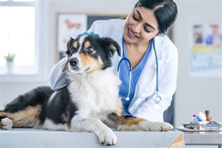 What does being a veterinarian involve?